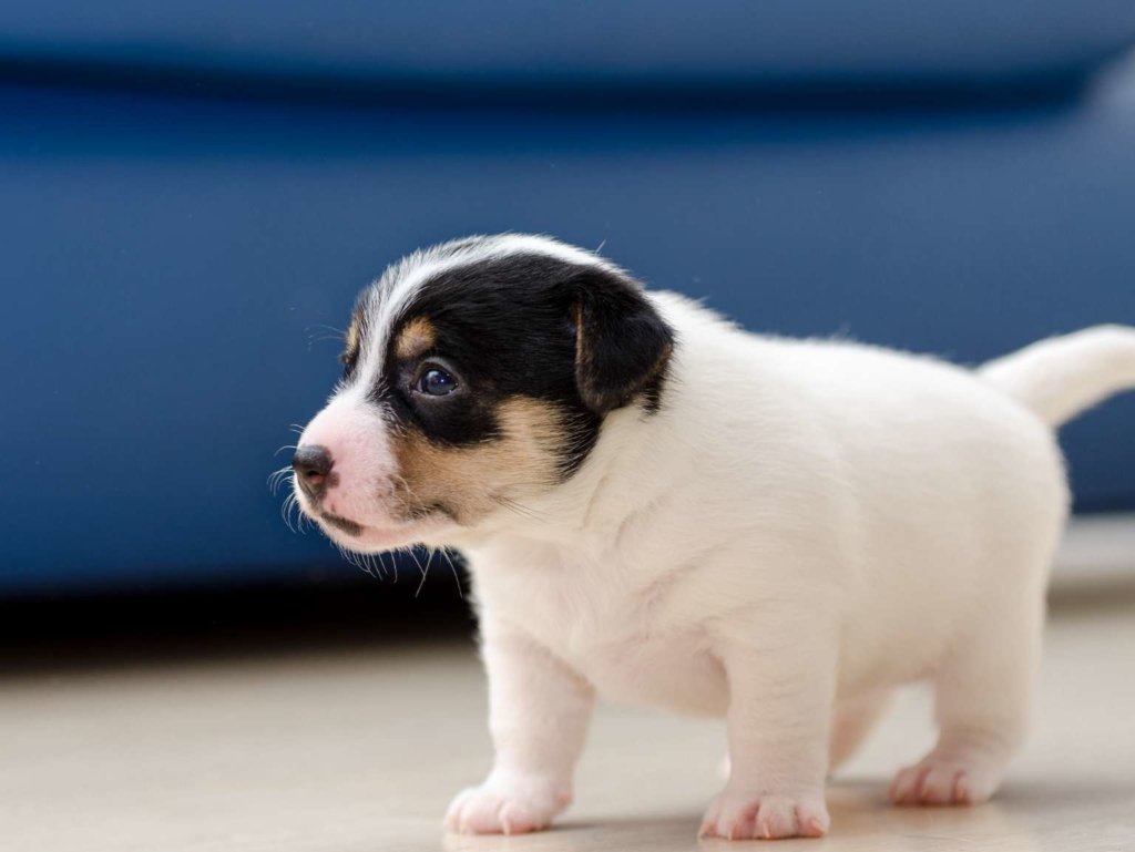 Puppy on floor